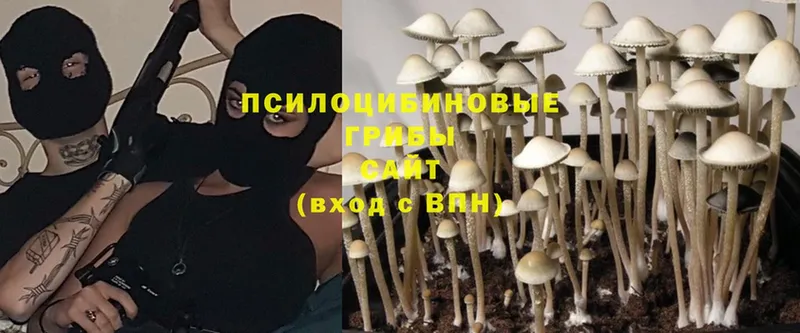 Псилоцибиновые грибы Psilocybe  Энгельс 